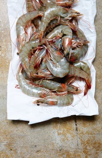 headon-shrimp5723-1